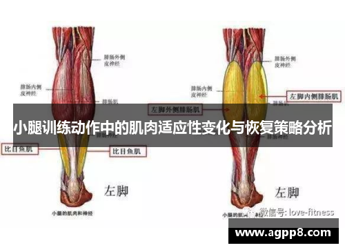 小腿训练动作中的肌肉适应性变化与恢复策略分析